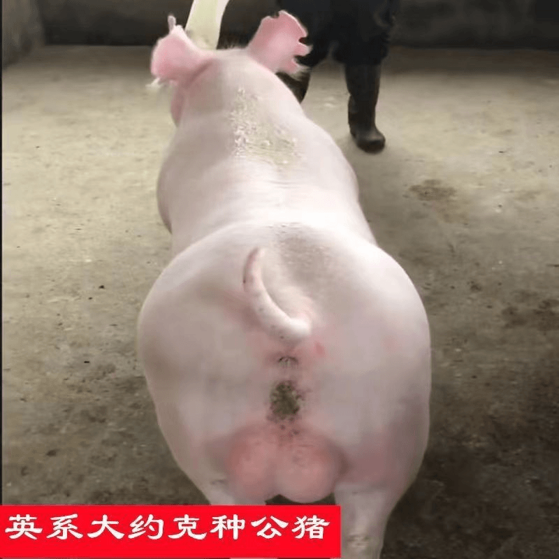 英系大白公猪母猪大约克长白公猪母猪黑杜公猪母猪
