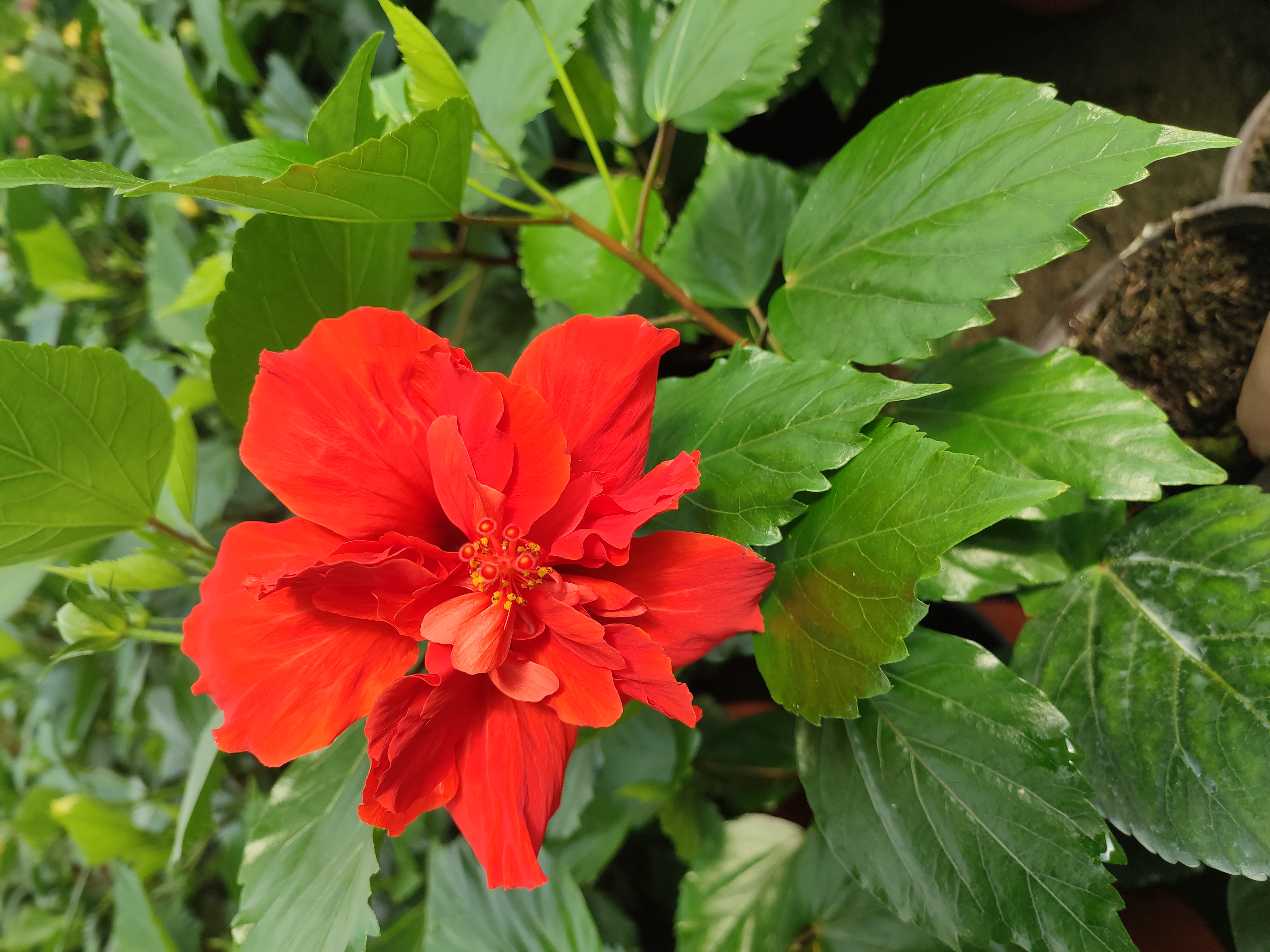 红色木槿 花苞发货 运输难免掉花苞不售后