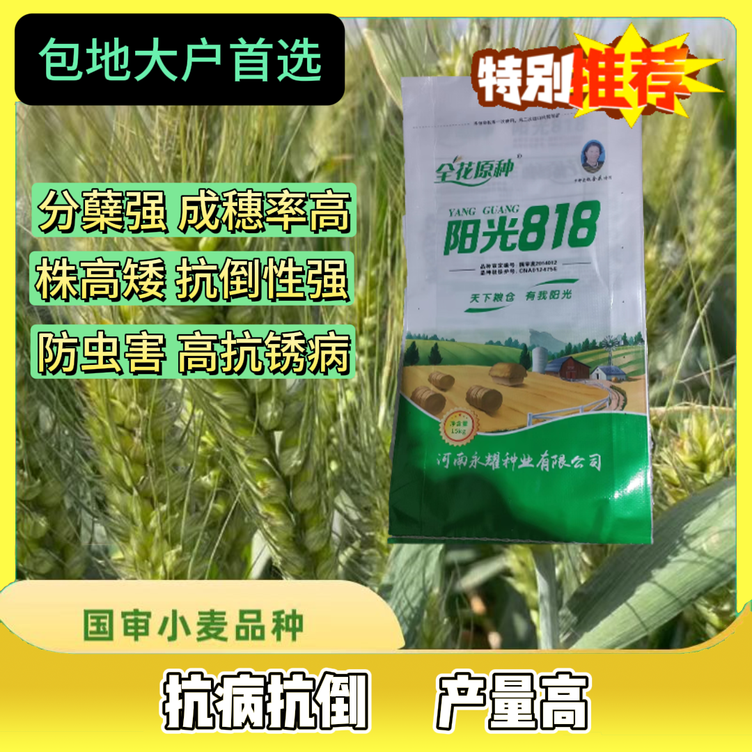 十袋装阳光818国审高产稳产小麦种抗倒伏抗倒春寒产量种植优质