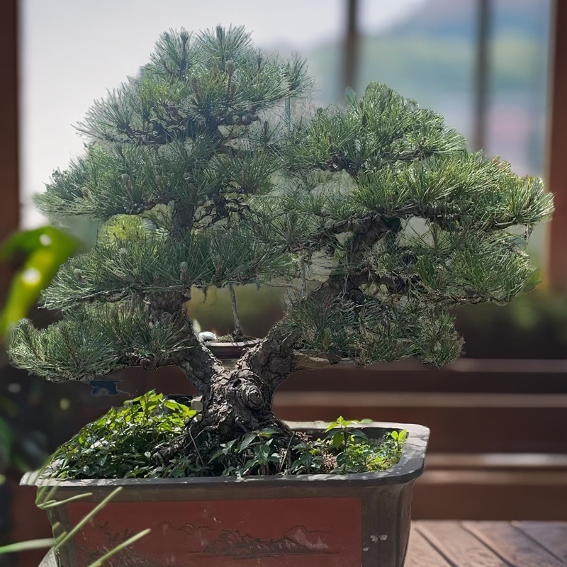 精品庭院盆景黑松