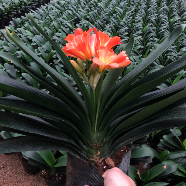 年宵花特价带花苞君子兰室内净化空气植物开花君子兰