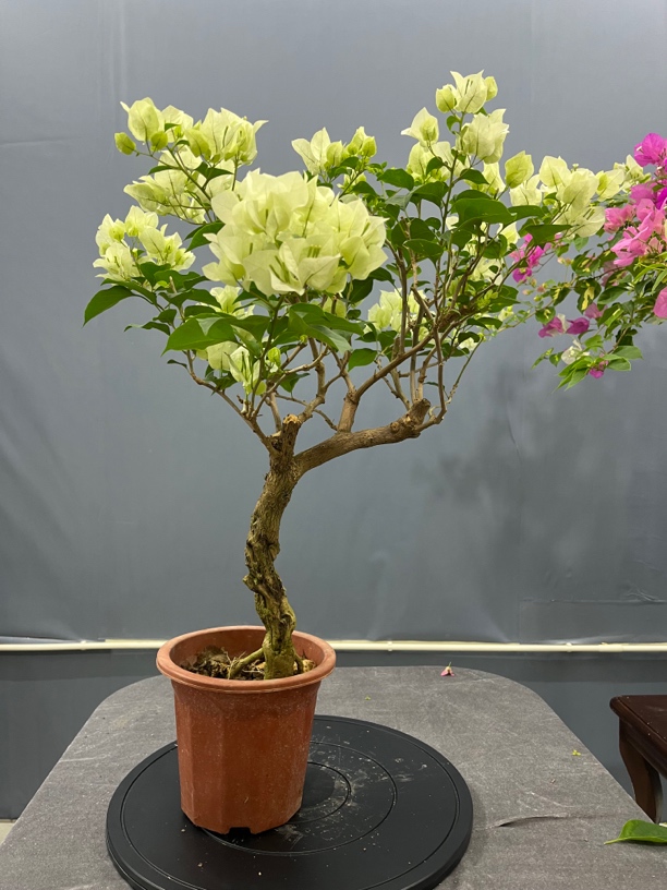 链接示意图原生老桩绿樱三角梅盆景