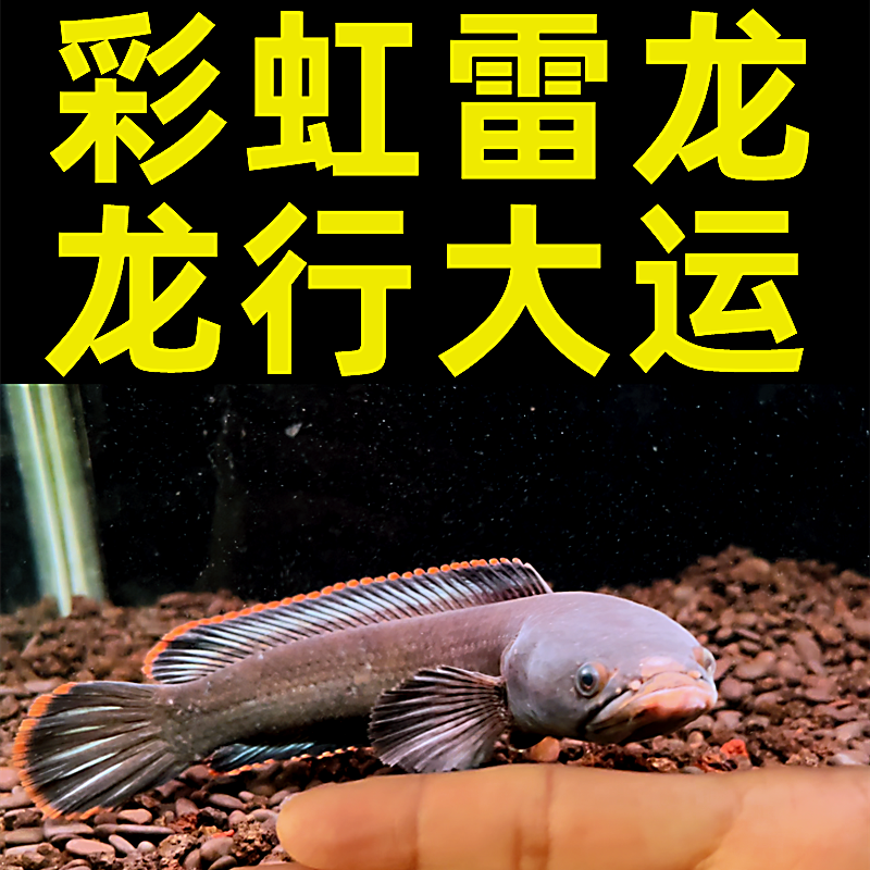 彩虹雷龙鱼南鳢奶茶珍珠血斑一型火背蓝高帆观赏鱼鬼王巴卡彩虹鱼