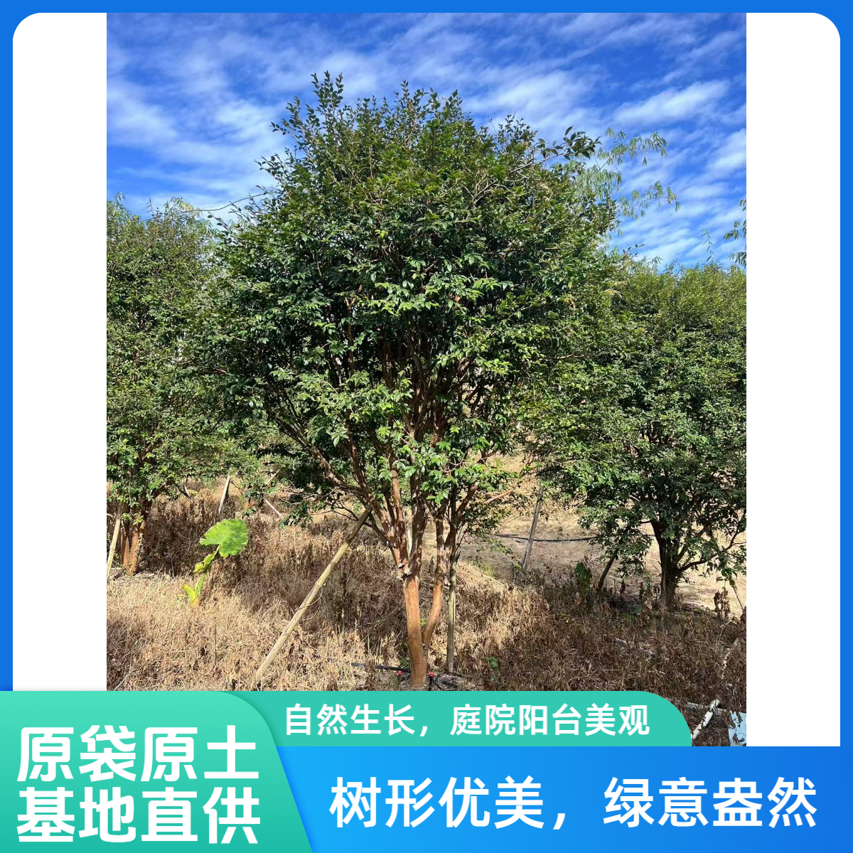 庭院绿植田园四季常青视觉美观栽培