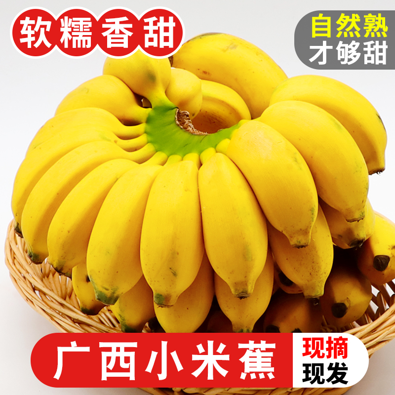 广西巴马小米蕉当季水果薄皮鸡蕉新鲜酸甜可口整箱批发农