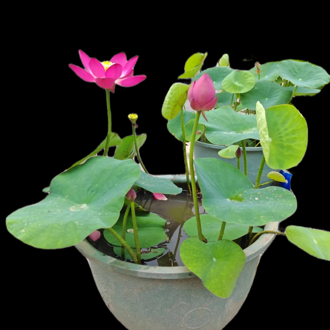 耐热耐寒莲花食用藕南北种植池塘观赏性荷花【荷花种藕苗盆栽】四季