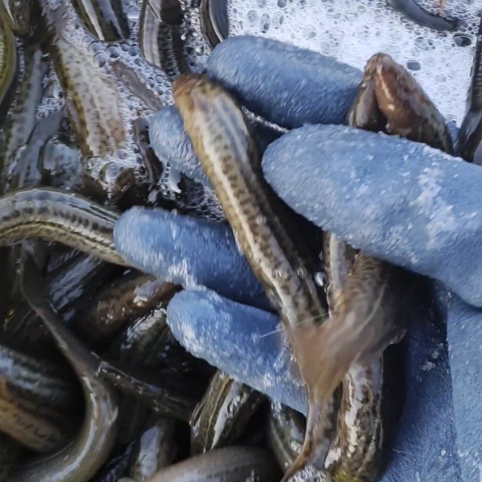 中号泥鳅4斤活体发货保鲜不包活