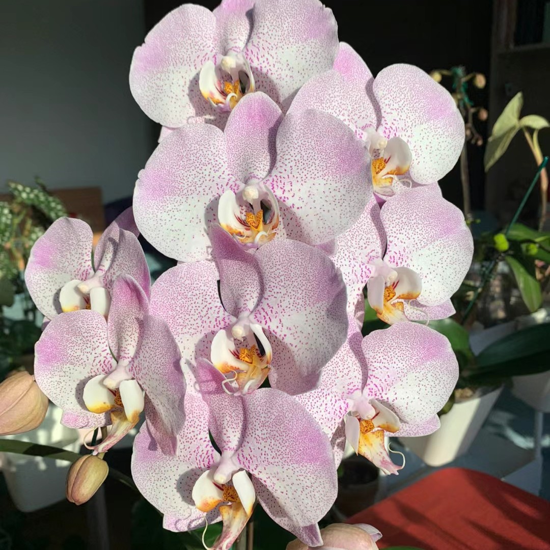 蝴蝶兰安祖[奥尔堡]3.5苗椰壳质料原装硬杯