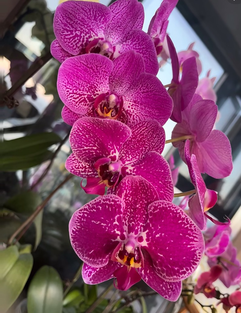 蝴蝶兰鲜花大花带香【夜光兰】2.8寸杯仅是苗植物藏宝图兰花盆栽