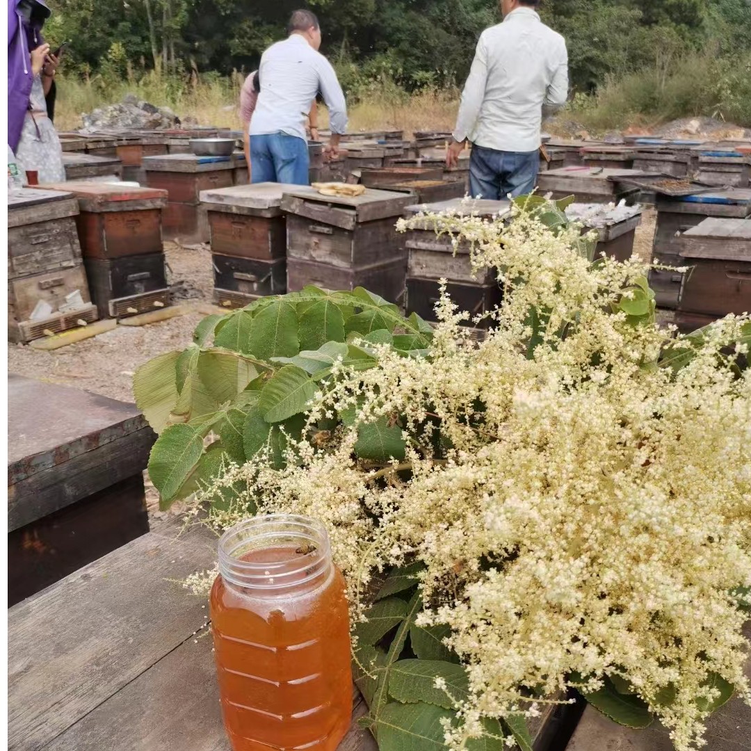 【假一罚十】五倍子蜜 500g/瓶 现货直销深山成熟食用液态自产自销