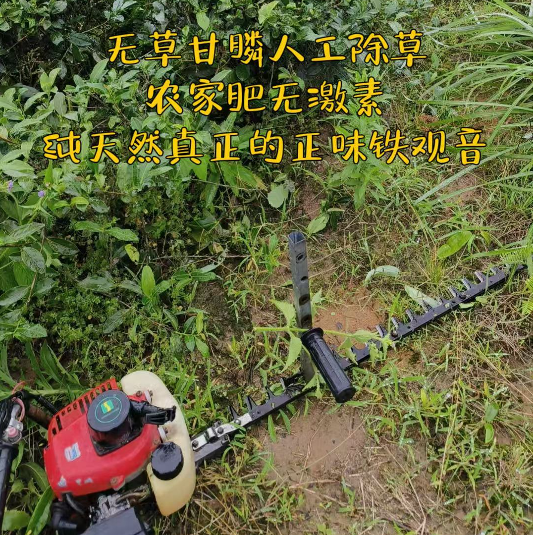 零农残铁观音人工除草手工采摘