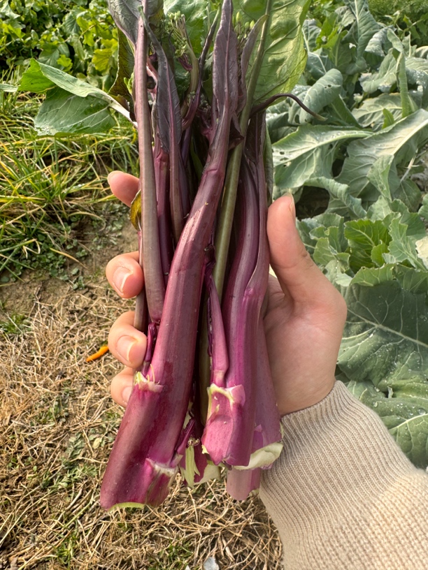 天门本地婆婆家菜园子露天现摘新鲜红台菜三斤装