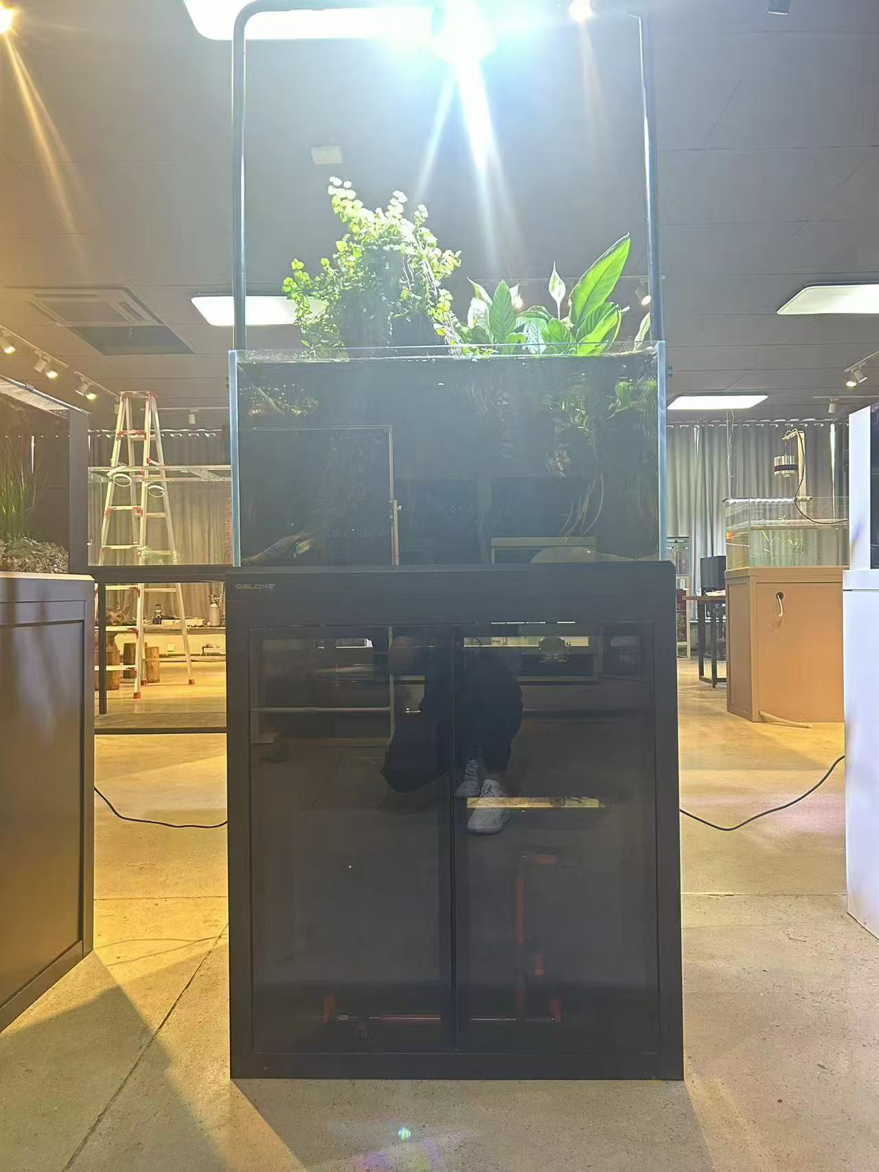 原生方缸兰寿泰狮缸