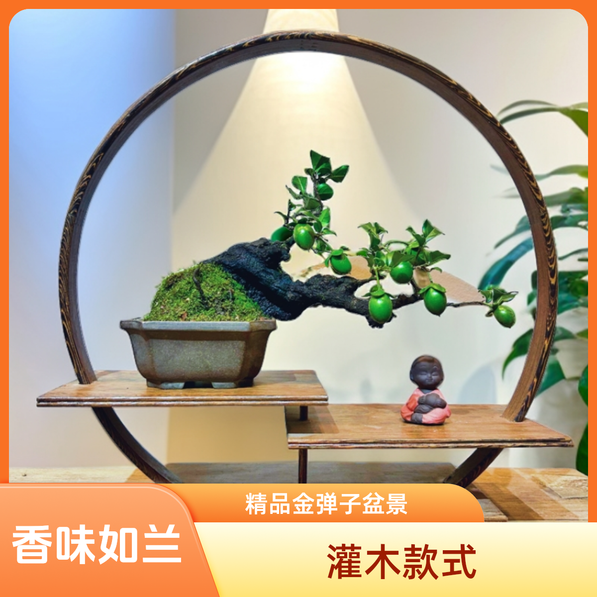 老羊园 盆景直播链接 精品 庭院 茶台 办公桌 阳台小院冠幅