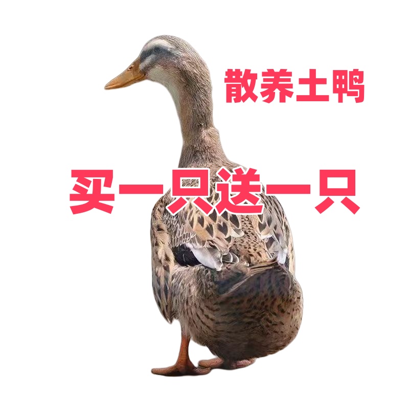 【新人福利】39.9买一只送一只农家散养大鸭新鲜现杀麻鸭嫩鸭老鸭