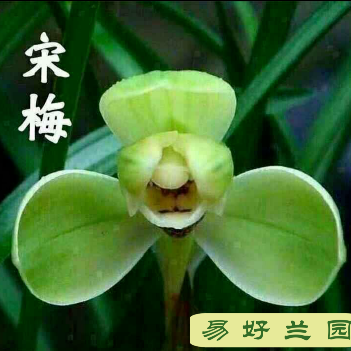 春兰老八种之首，宋梅2苗