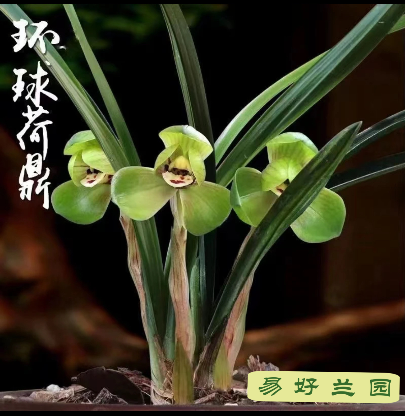 春兰环球荷鼎、春兰夜来香之称2苗