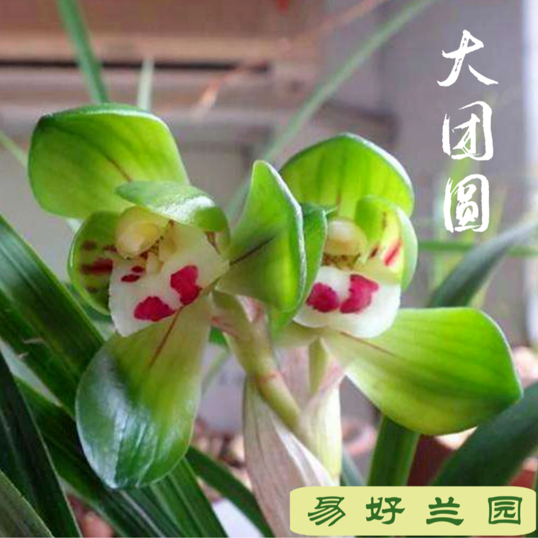 春兰大团圆，花香浓香3苗