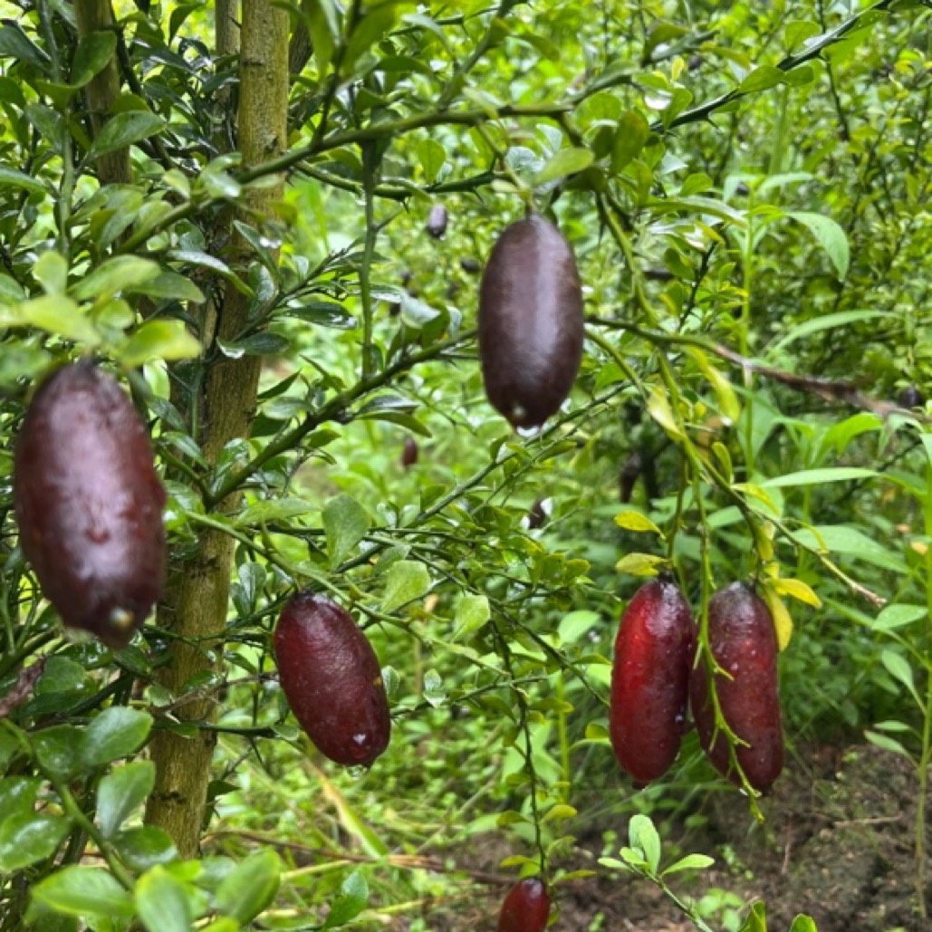 红香槟 绿植盆栽