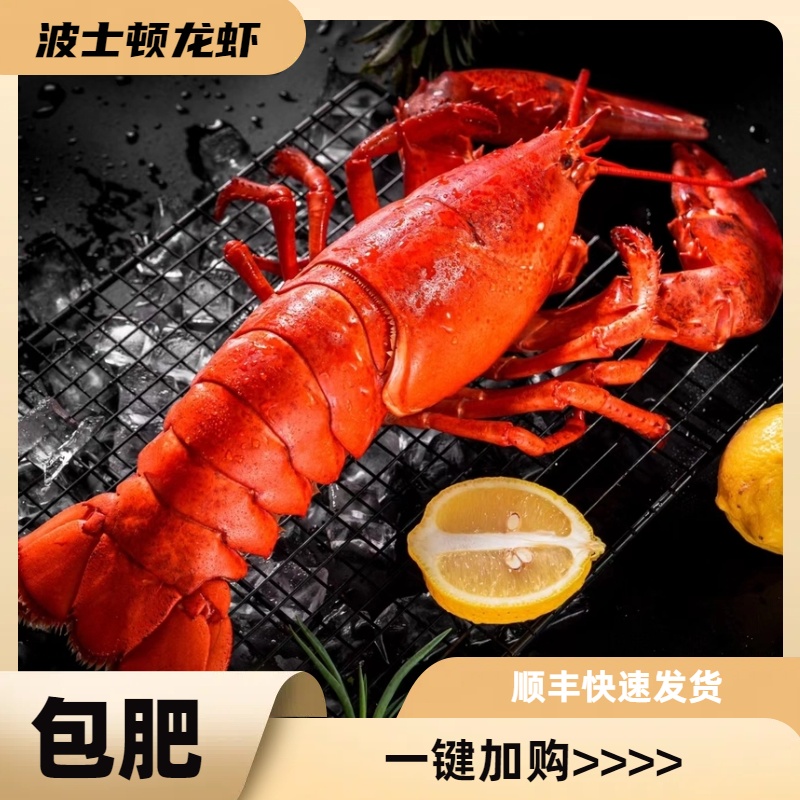 【波士顿龙虾】三斤规格冰鲜刚断氧波士顿龙虾出肉率高冷冻发货新鲜