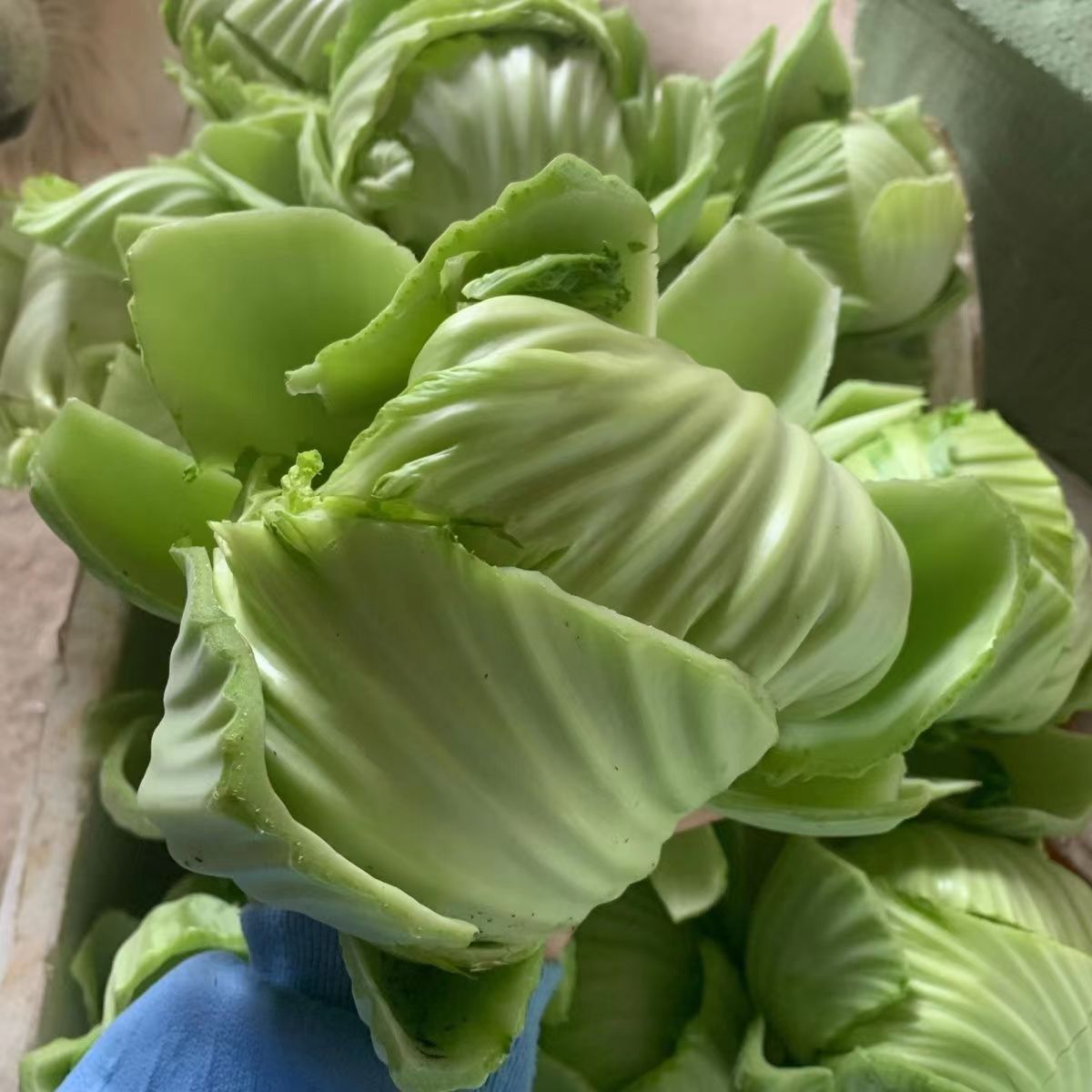 潮汕特产家乡菜小家庭农场新鲜蔬菜芥球500g新鲜芥菜球广东大芥菜