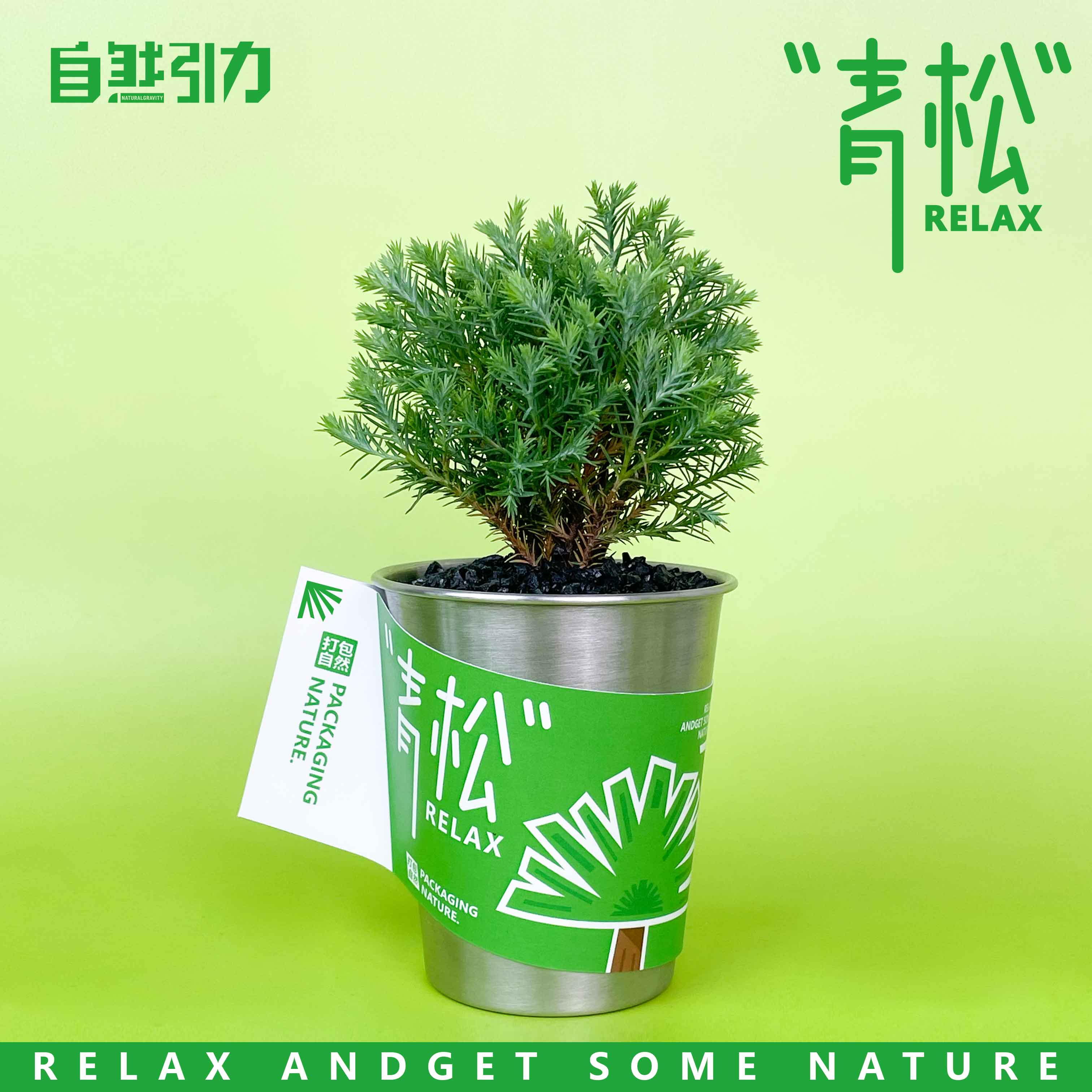自然引力- 青松盆栽办公室桌面绿植雾松室内小盆栽创意小绿植礼品