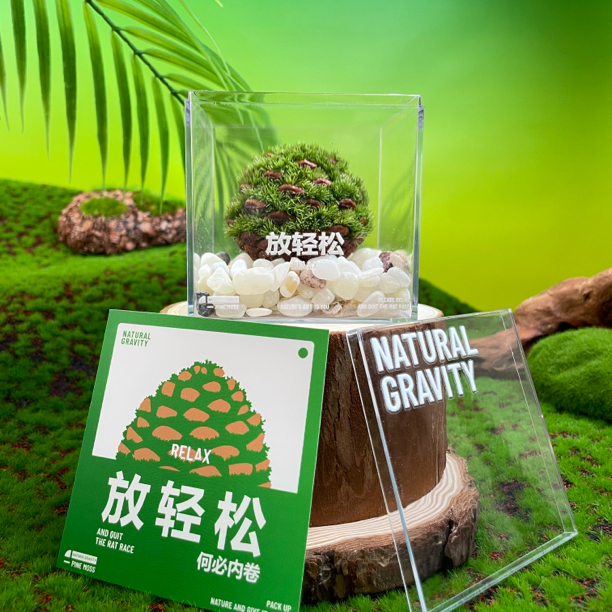 自然引力- 放轻松创意松果鲜活苔藓微景观桌面好养绿植送人小礼品