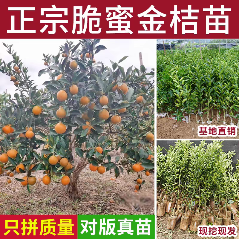 脆蜜金桔树苗盆栽果苗带果四季结果带土带叶发货