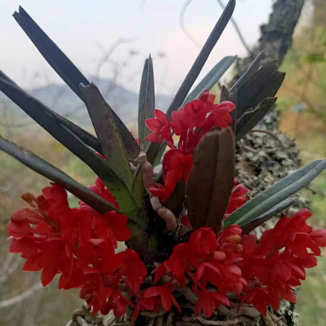 老杨石斛花卉绿植  石斛绿植链接 泡茶泡水盆栽绿植花卉 一物一拍