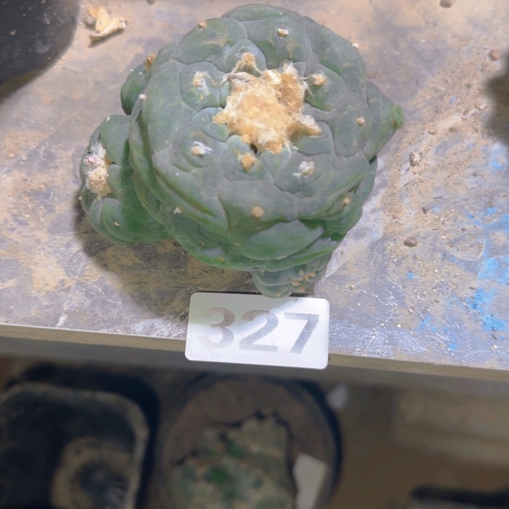 有根大尤海鲜仙人球327