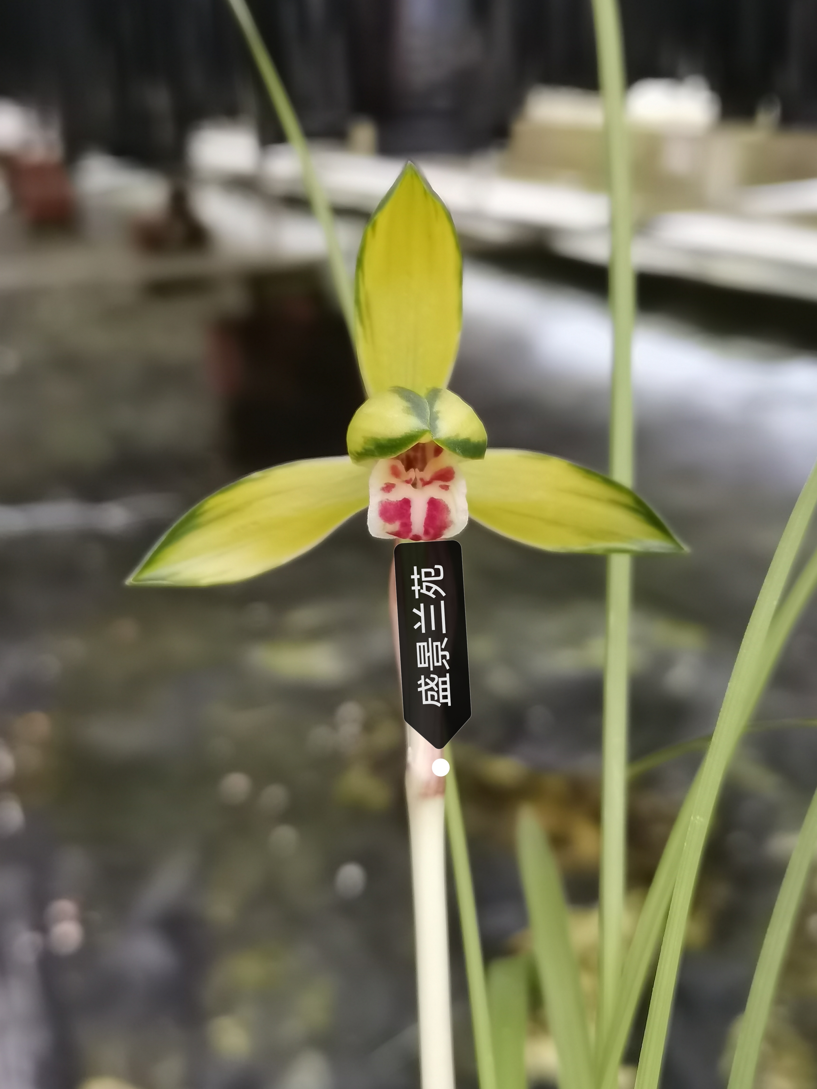 盛景兰苑，豆瓣兰新品先明青蓝艺中透花，2苗，阳台楼顶客厅