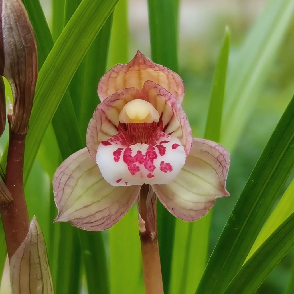 春剑新品春季小荷瓣阳台庭院客厅栽培开花粉色红色兰花趣味