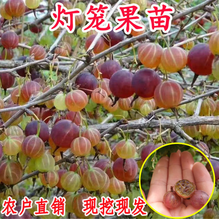 灯笼果红醋栗果树苗盆栽灯笼果苗南北方种植阳台地栽鹅莓苗带土发