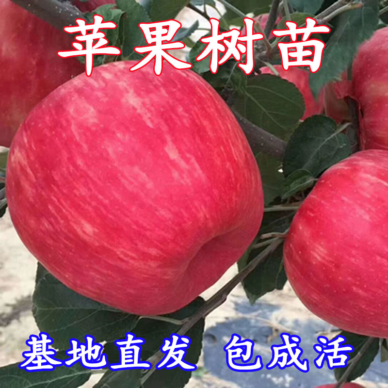 嫁接红富士苹果树苗南北方种植盆栽地栽当年结果冰糖心耐寒苹果苗