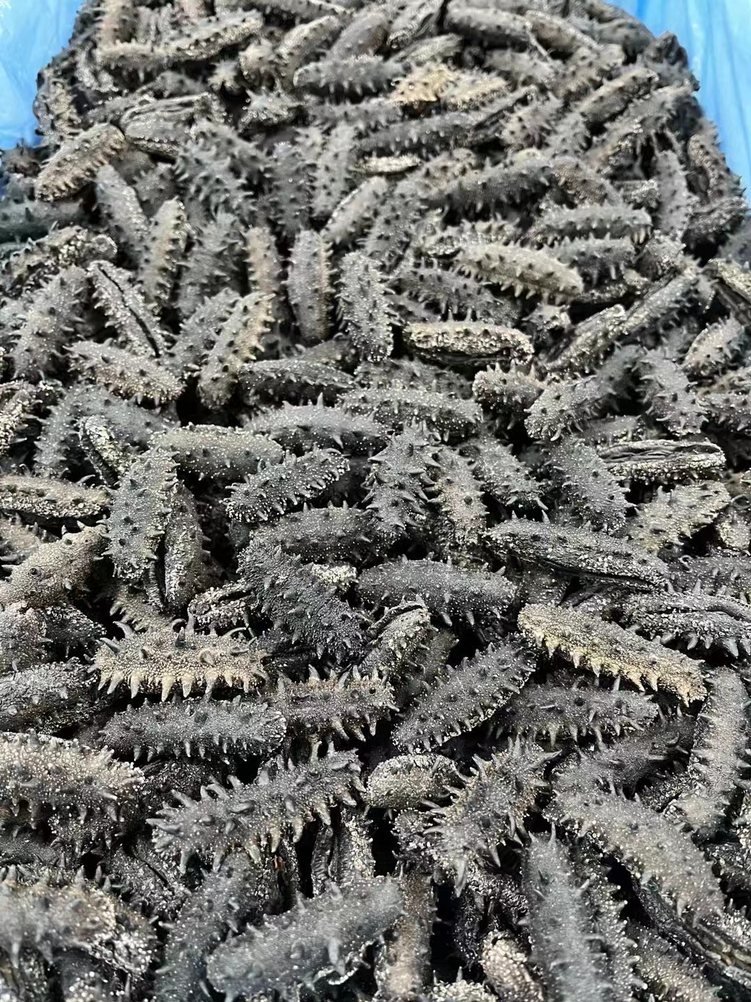 速发干海参一斤160-200头左右 50g100g250g500g