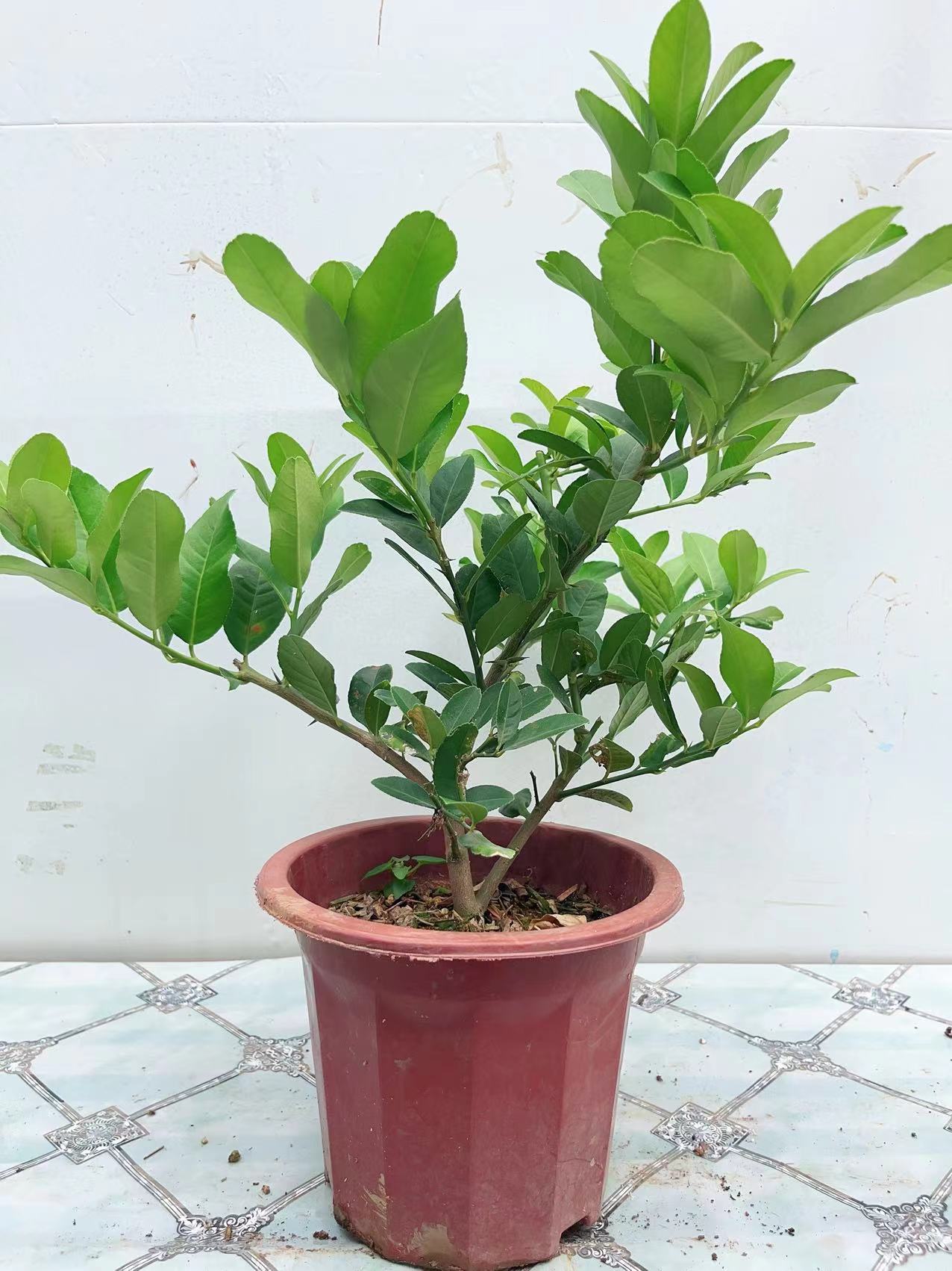 柠檬树开花香，可以结果，木本植物，原土发货