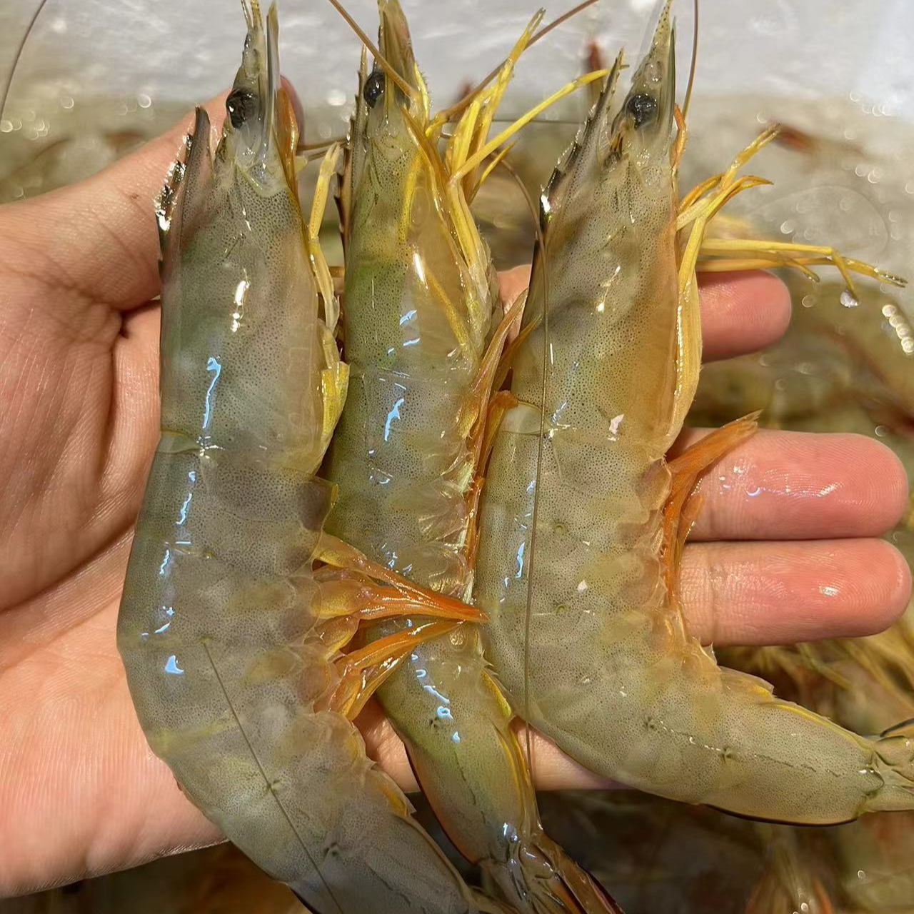 野生明虾白刺虾一斤16-18条左右  加海水速冻锁鲜发货  陆