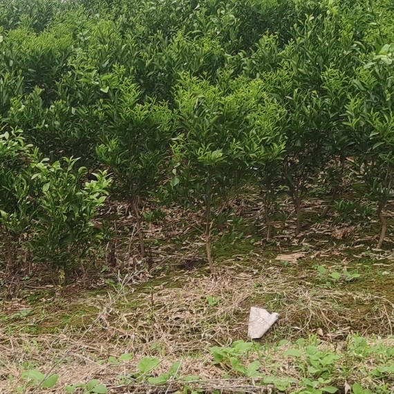 适合庭院阳台/果树苗/种植的橘子绿植盆栽