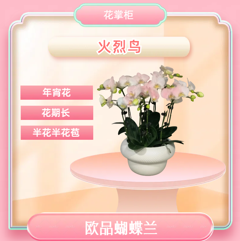 【火烈鸟】 进口欧品蝴蝶兰 白粉色系 室内精品观赏花卉 真花