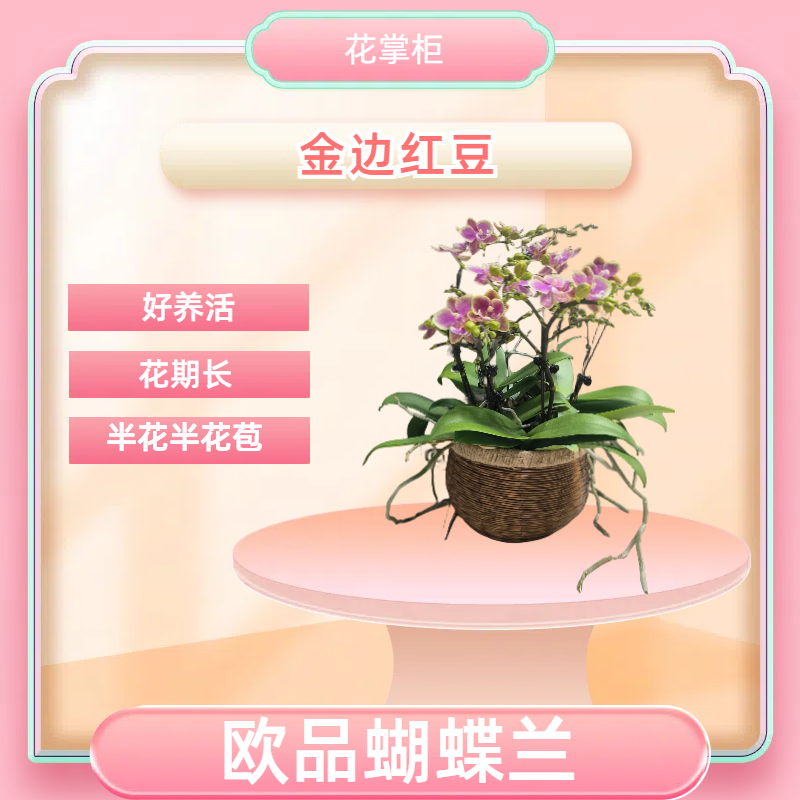 【金边红豆】进口欧品蝴蝶兰 特殊色系 室内精品观赏花卉组盆 真花