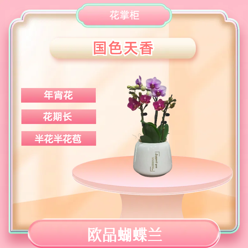 【国色天香】进口欧品蝴蝶兰 艺术组盆 室内精品观赏花卉组盆 真花