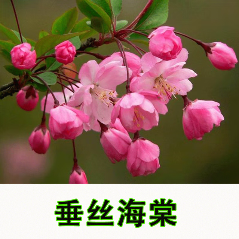 高杆海棠苗 海棠花苗盆栽大苗庭院地栽海棠树苗垂丝海棠