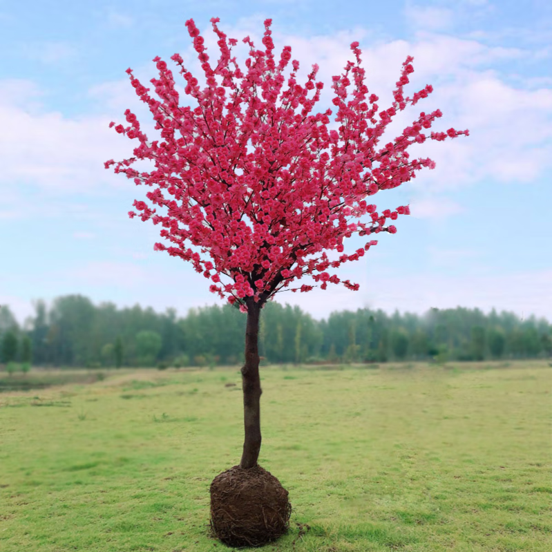 红梅花树苗盆栽老桩庭院耐寒冬季开花植物浓香原生高杆骨里红梅