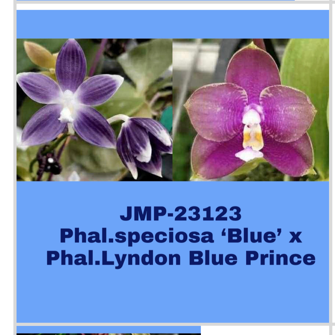 蝴蝶兰瓶苗Phal speciosa 'Blue' x Phal.Lyndon Blue Prince