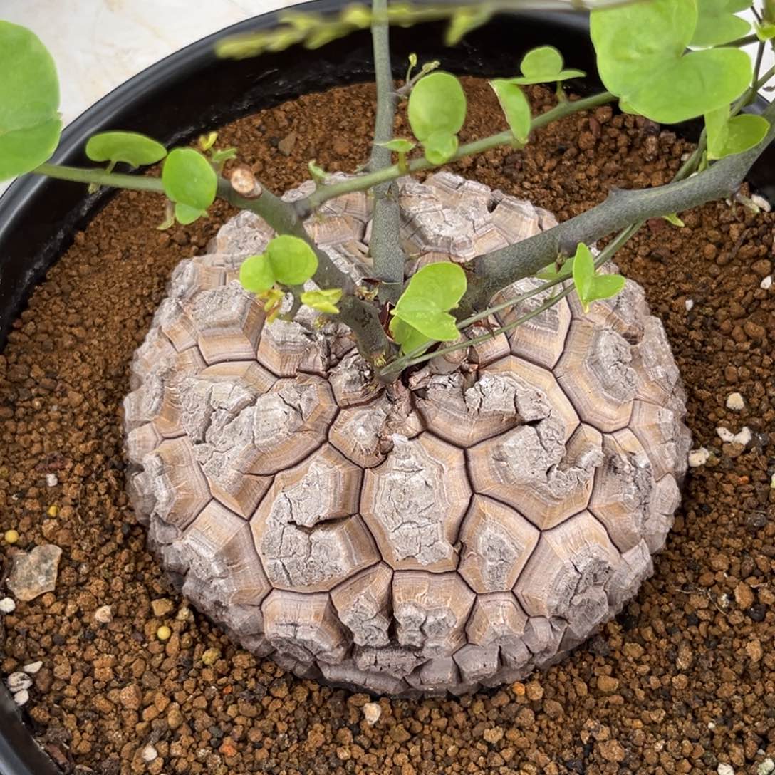 666龟甲龙带盆带土发货