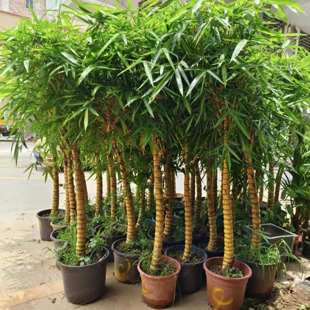 老桩黄金佛肚竹青杆佛肚竹绿植室内外盆景阳台观赏竹子喜水喜阳