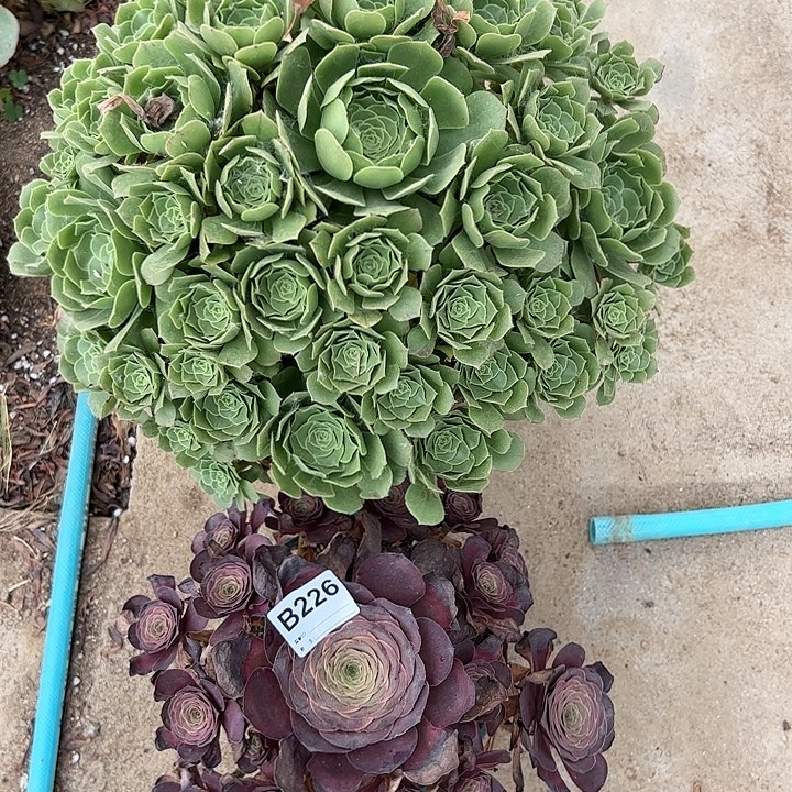 魅金玫瑰绿羊绒多肉226