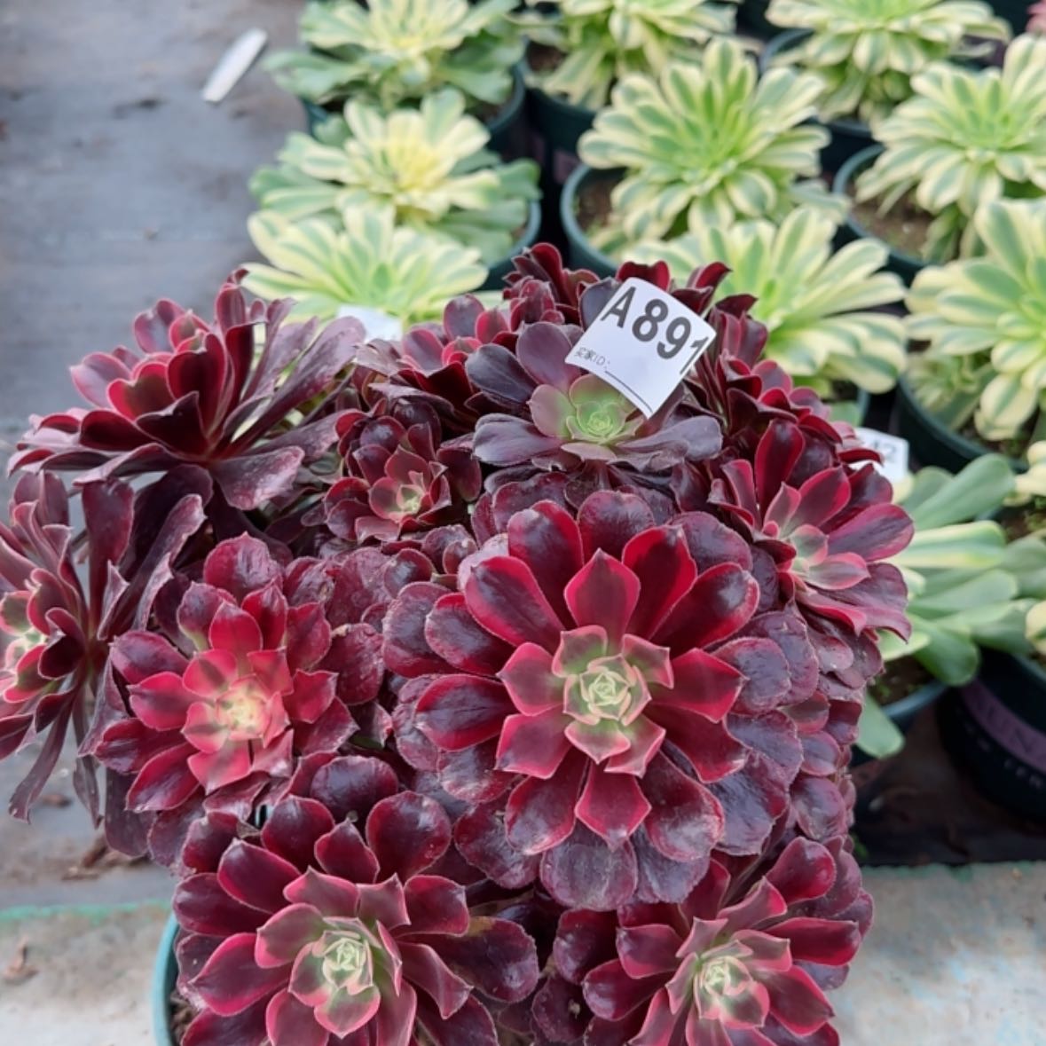 【闪购商品】念*891有断枝多肉