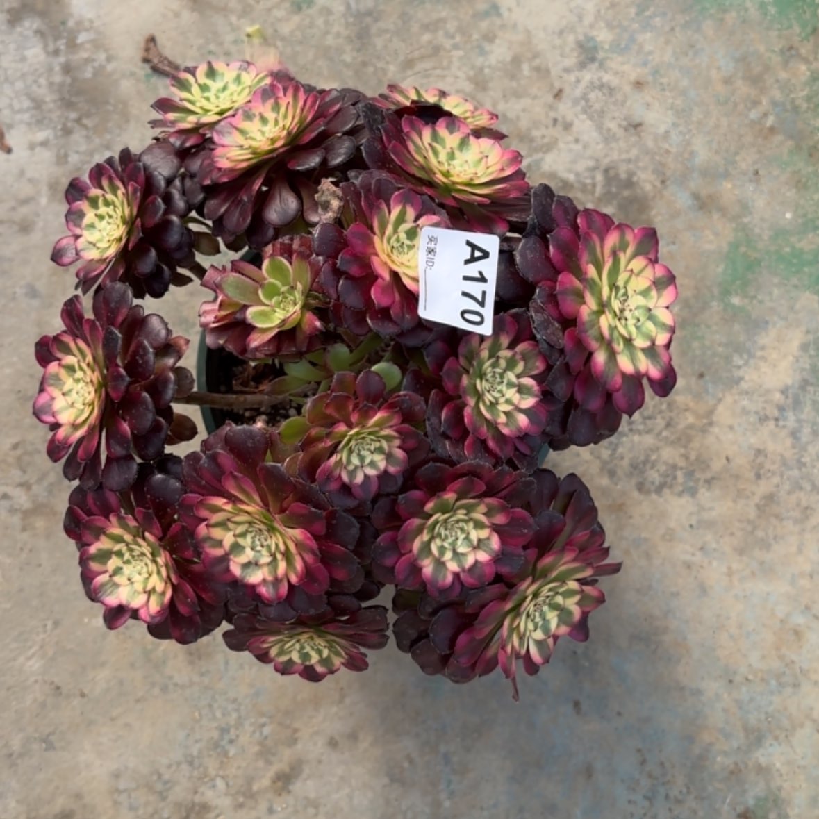 【闪购商品】燕****4170月蝉多肉