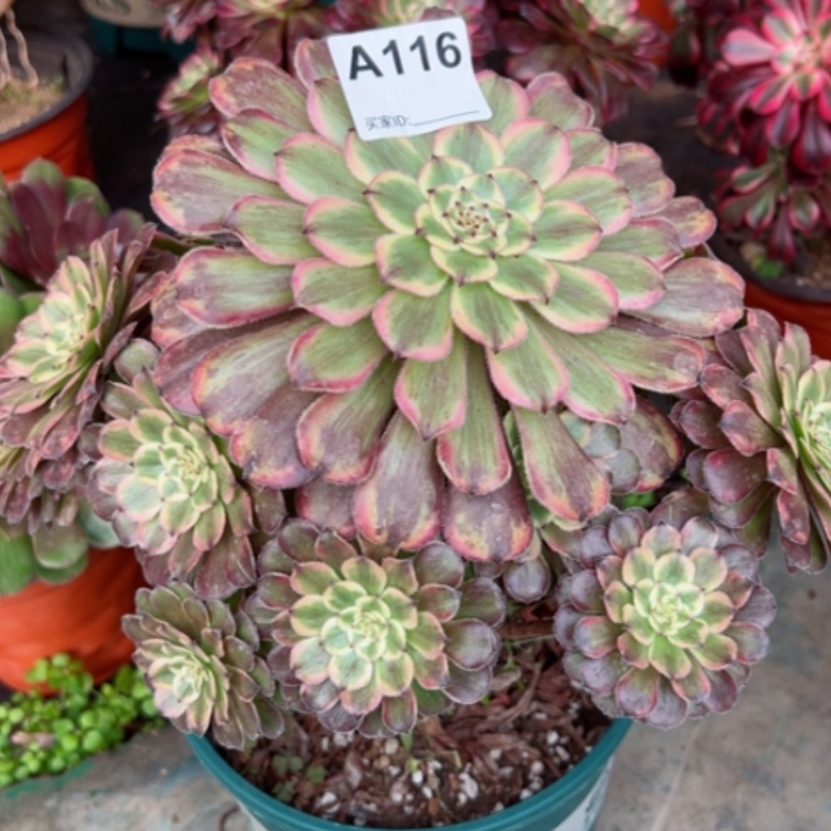 【闪购商品】116粉黛多肉